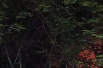 Screenshot 2026 03 14 22 26 45 02 6012fa4d4ddec268fc5c7112cbb265e7